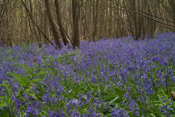 Bluebells in Capel Parish.